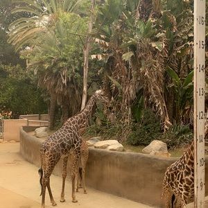 Meet your Posher, Celina